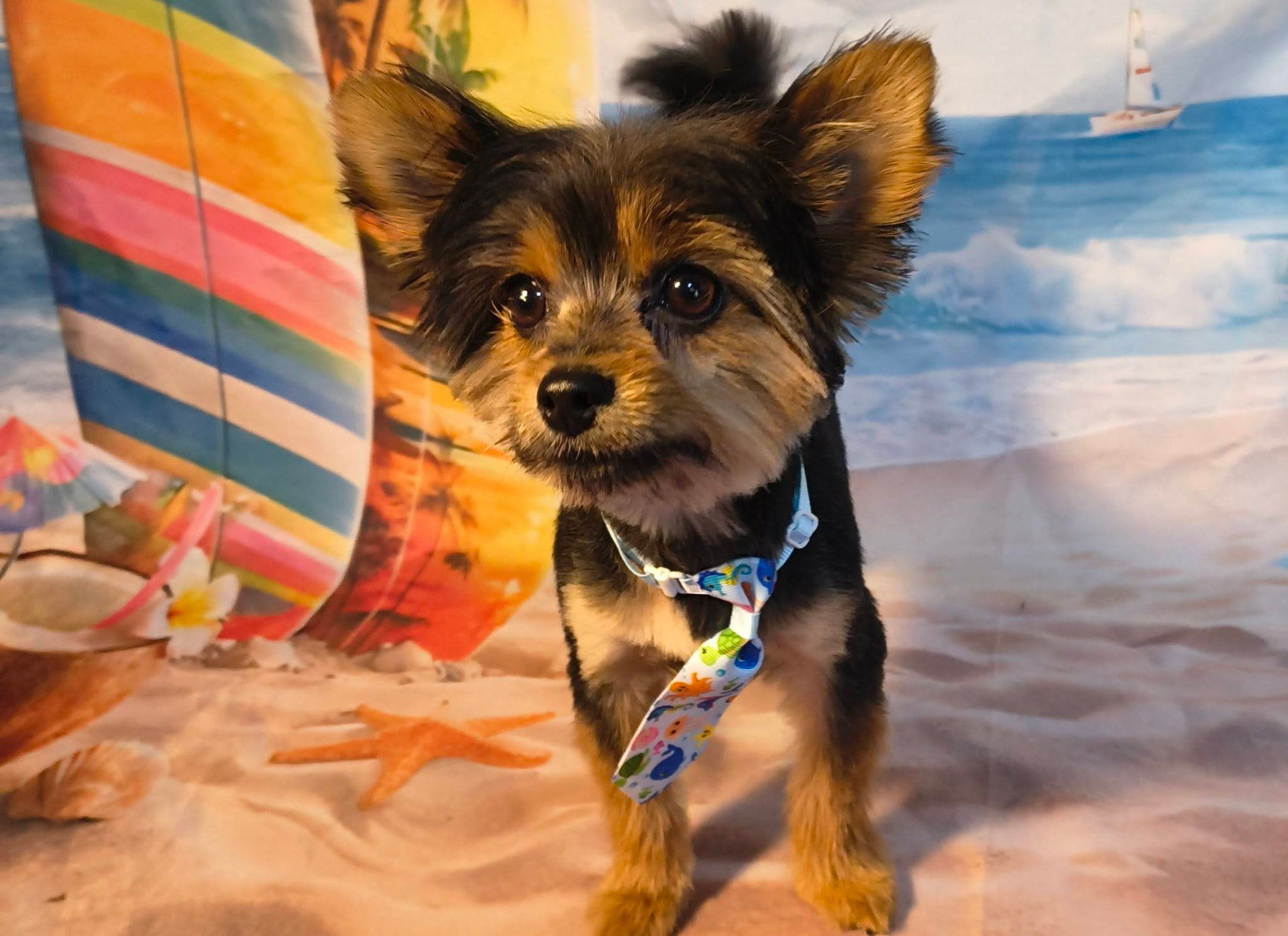 Yorkie with a fresh trim and fish-print tie
