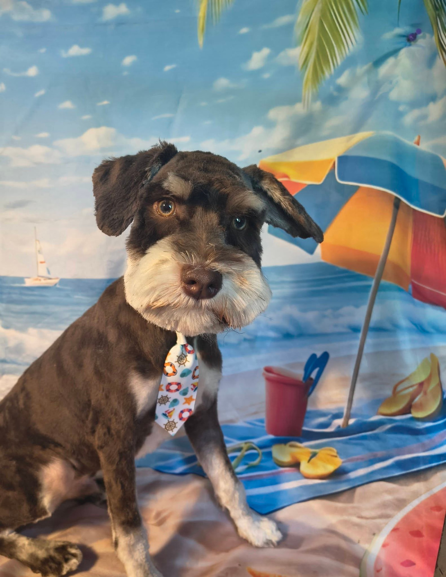 Freshly groomed schnauzer mix in a nautical tie at Patriot Puppy Cuts
