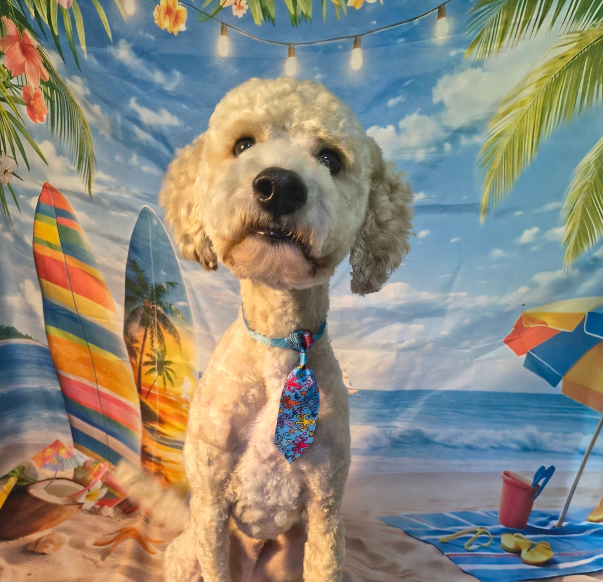 Cream doodle with a fluffy fresh groom and octopus tie