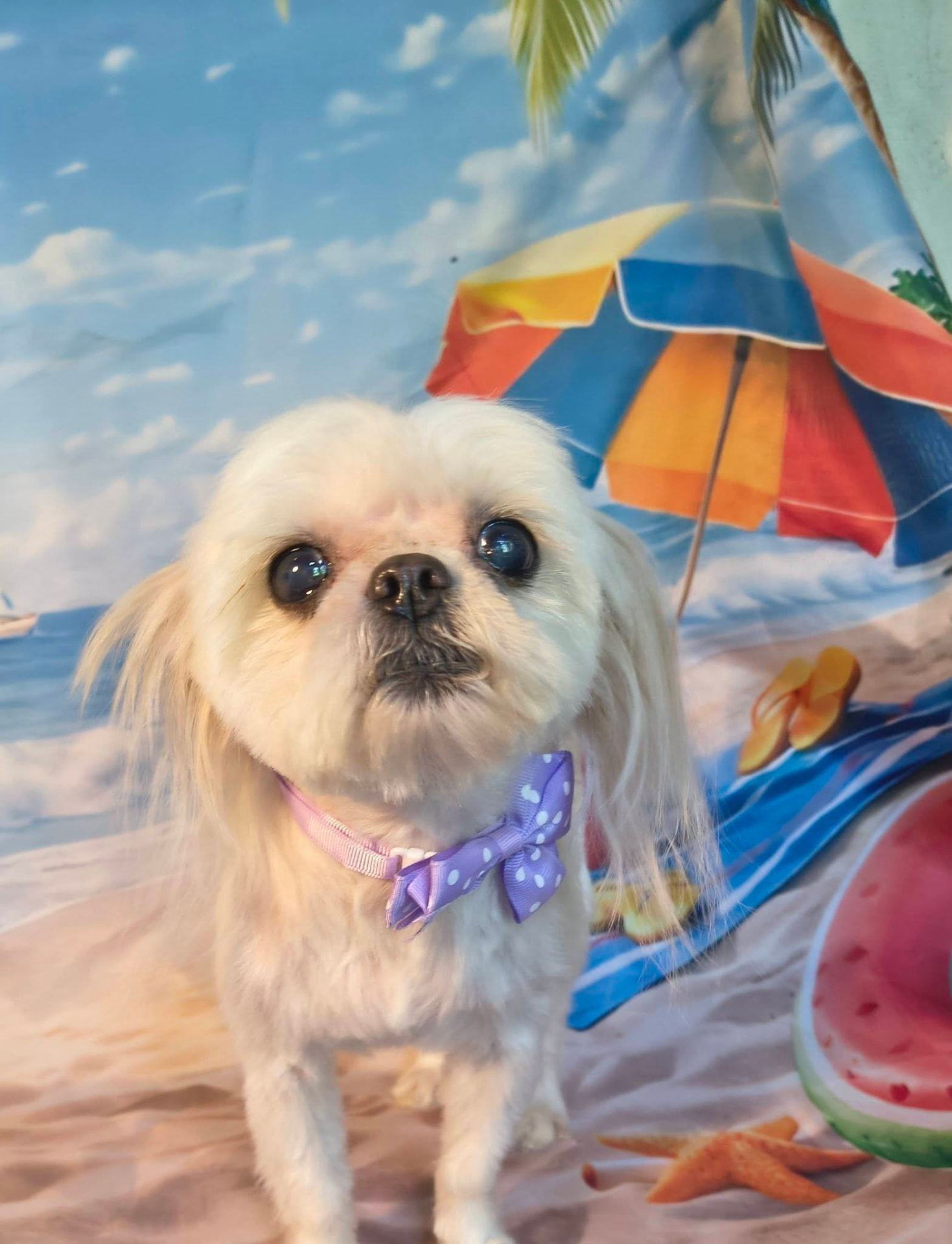 Shih tzu with a tidy face trim and purple bow